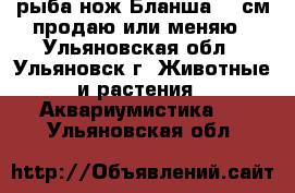 рыба нож Бланша 55 см продаю или меняю - Ульяновская обл., Ульяновск г. Животные и растения » Аквариумистика   . Ульяновская обл.